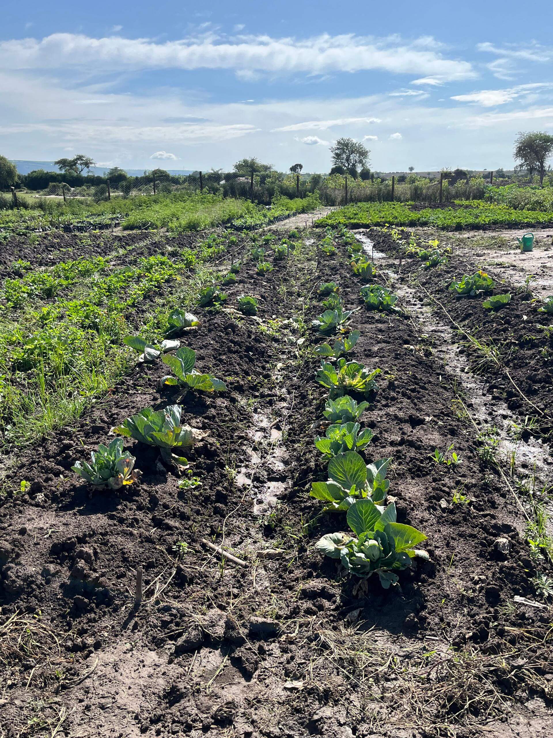 Agriculture